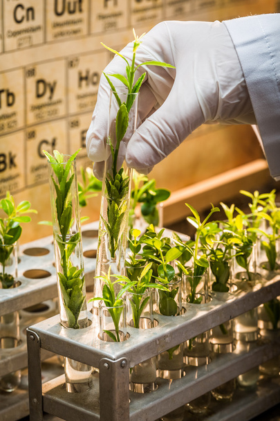 Pharmaceutical laboratory during study growing plants - Foto, immagini