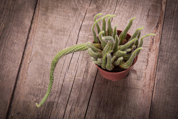 Cactus on wooden table - Foto, afbeelding