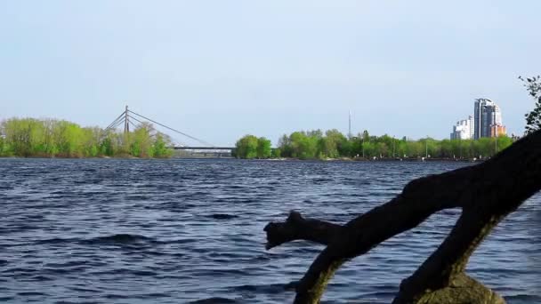Fließender Fluss, alte Äste und Naturlandschaft - Filmmaterial, Video
