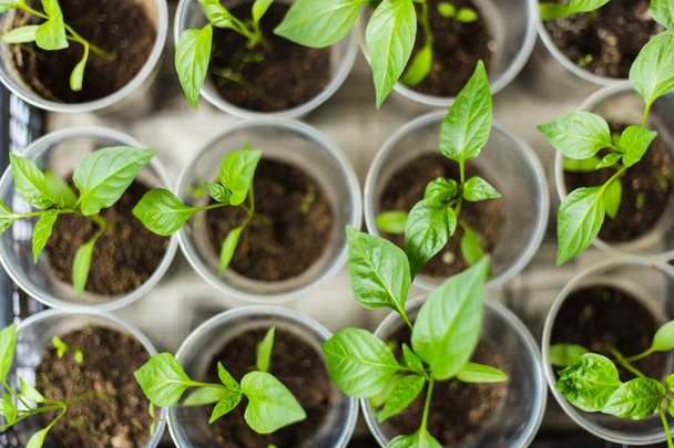 Pepper seedlings growing in a pots - Фото, зображення