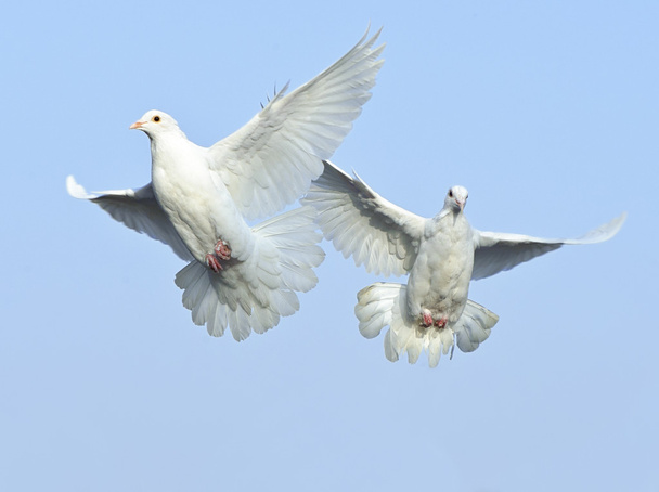 White dove in free flight under blue sky - Zdjęcie, obraz