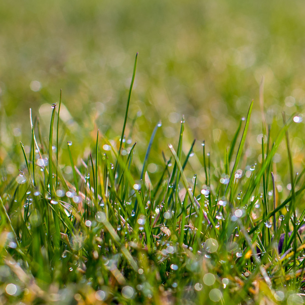 свіжа густа трава з краплями води
 - Фото, зображення