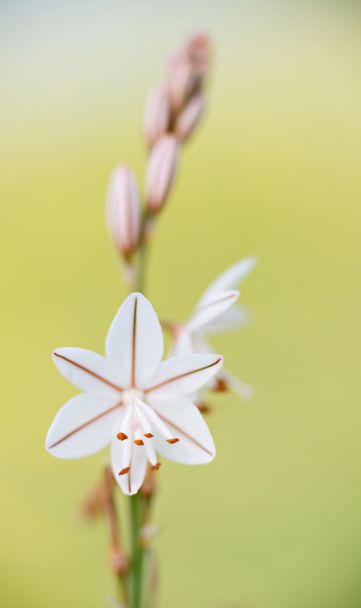 Деталь квітка Asphodelus
 - Фото, зображення