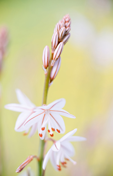 Detail flower Asphodelus - Photo, Image