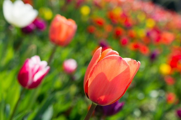 tulips of various colors in nature in spring - Photo, Image