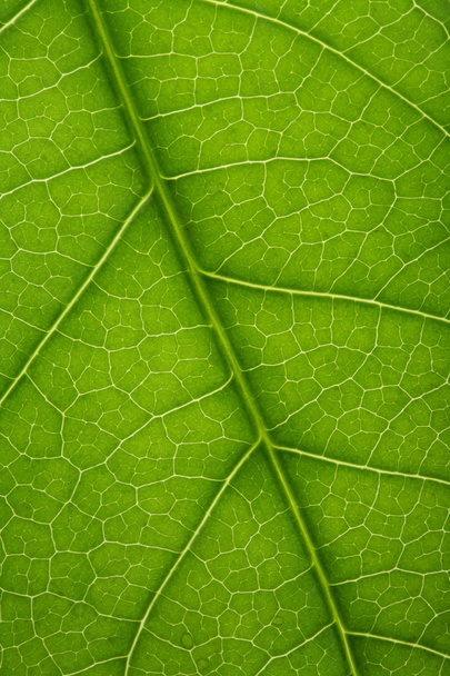 Fresh tree leaf texture - Photo, Image