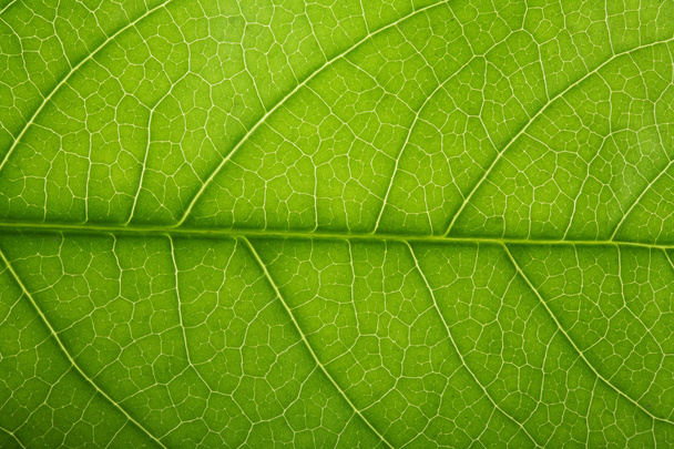 Textura de hoja de árbol fresca
 - Foto, Imagen