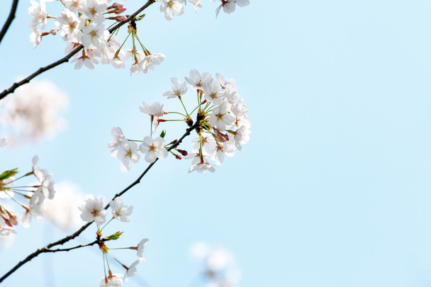 tree branch with blossoms - Фото, зображення