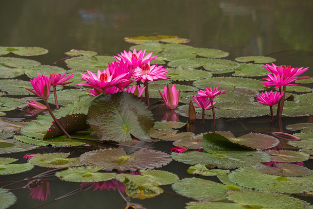 pink color fresh lotus flower blossom - Foto, Imagen