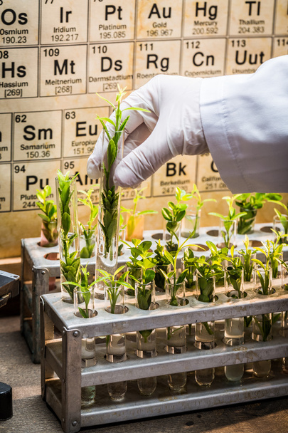 Pharmaceutical laboratory during test the pesticides - Фото, зображення