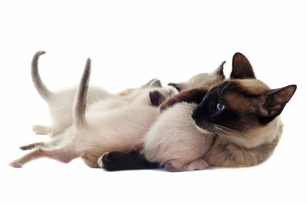 Siamese kitten en moeder - Foto, afbeelding