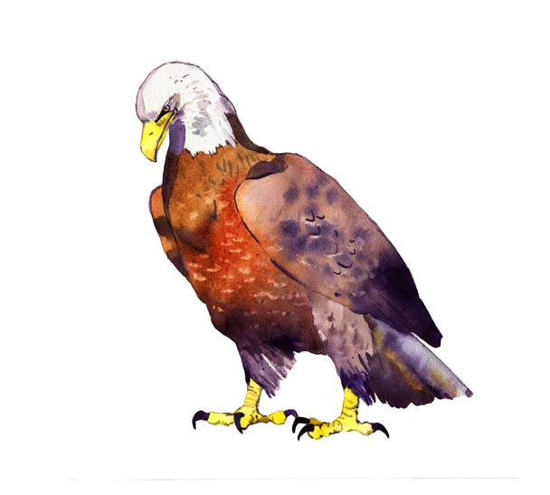 Watercolor eagle illustration - Photo, Image