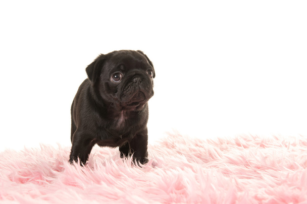 Carino in piedi cucciolo di carlino nero
 - Foto, immagini