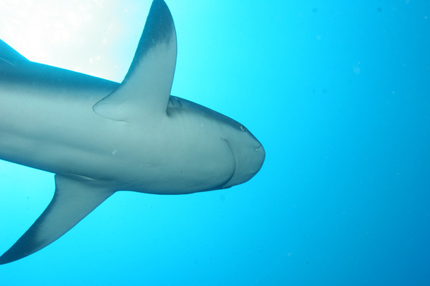 weißer Hai unter Wasser kubanische Karibik - Foto, Bild