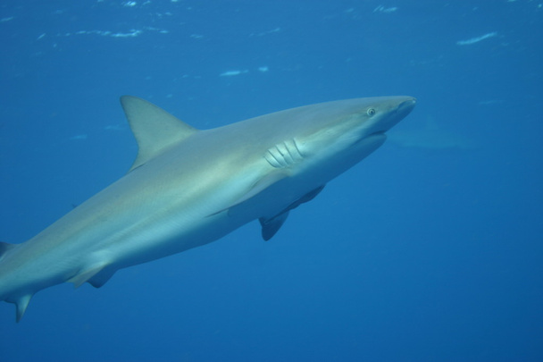 白いサメ水中キューバ カリブ海 - 写真・画像