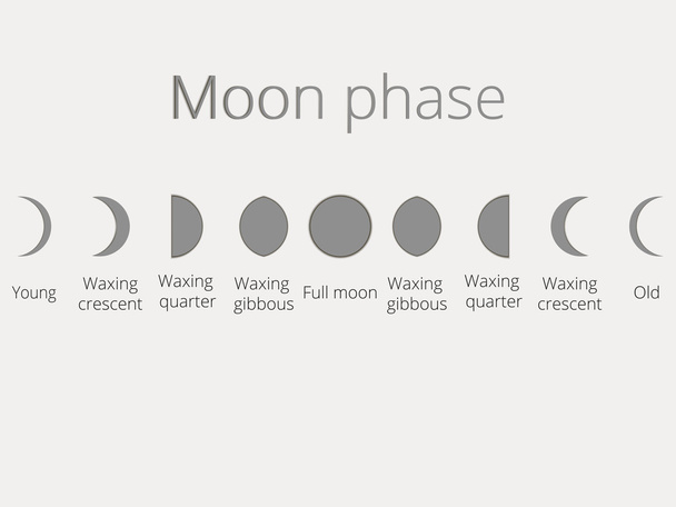 The phases of the moon. The whole cycle from new moon to full. Vector illustration. - Vector, Image