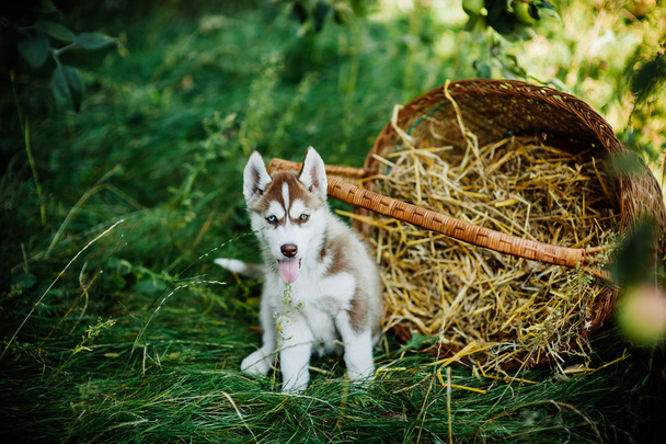 husky puppy with basket - Фото, зображення