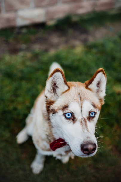 husky puppy playing outdoors - Foto, immagini
