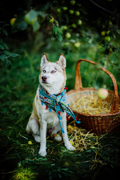 husky puppy with basket - Fotó, kép