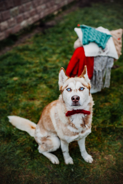 husky puppy playing outdoors - Valokuva, kuva