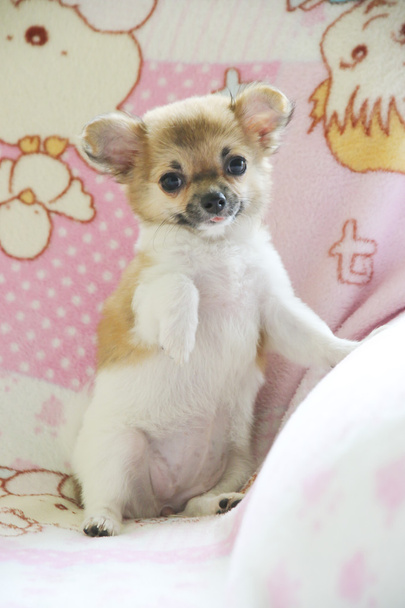 Archivbild Chihuahua-Welpe im Alter von 3 Monaten - Foto, Bild