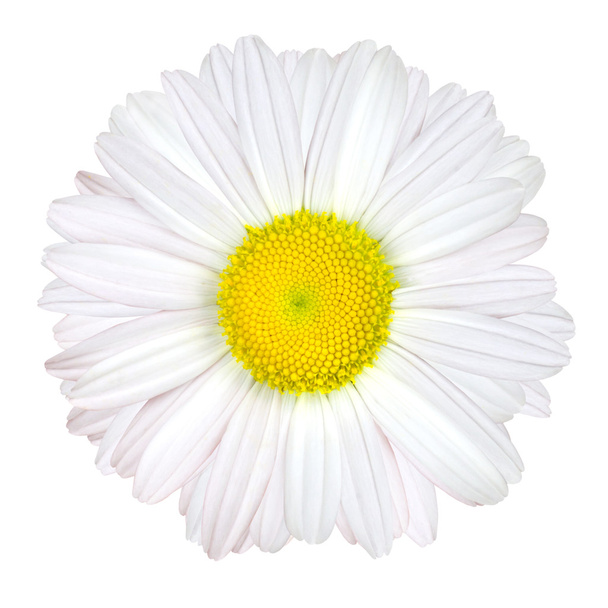 Fleur de marguerite isolée - Blanc avec centre jaune
 - Photo, image