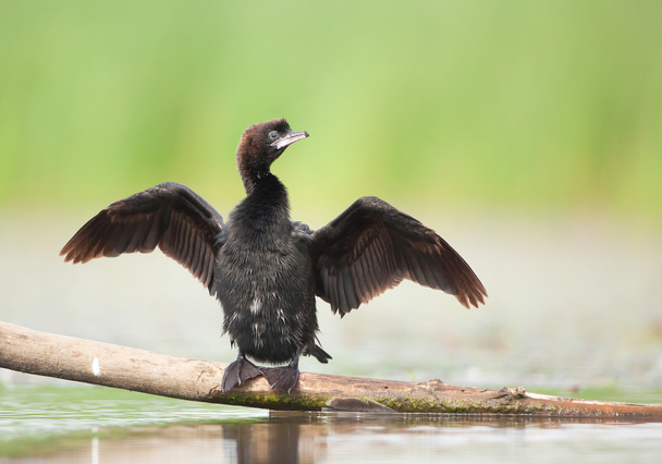  Pygmy cormorant drying its wings - Photo, Image