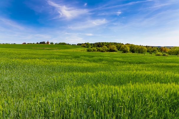 Green field and blue sky - Photo, Image