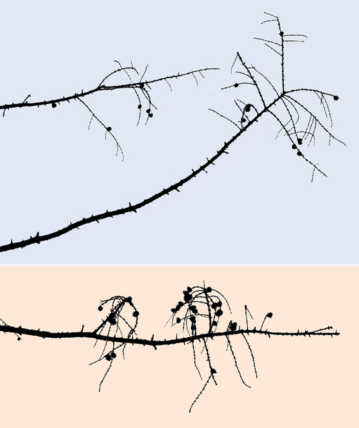 dry pine branches - Vector, Imagen