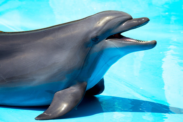 Тренированные дельфины выскочили из бассейна
 - Фото, изображение