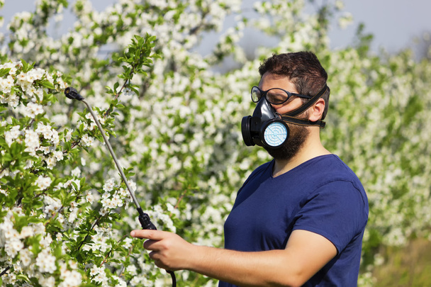 Worker spraying cherry tree - Photo, Image