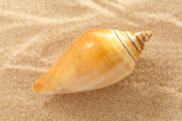 Seashell in wavy sand - 写真・画像