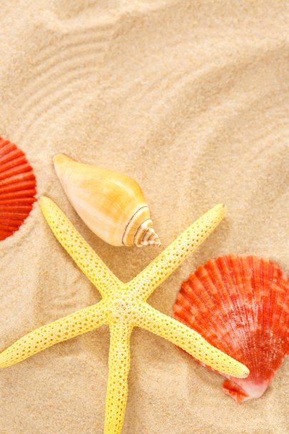 Fingerfish e conchas na areia
 - Foto, Imagem