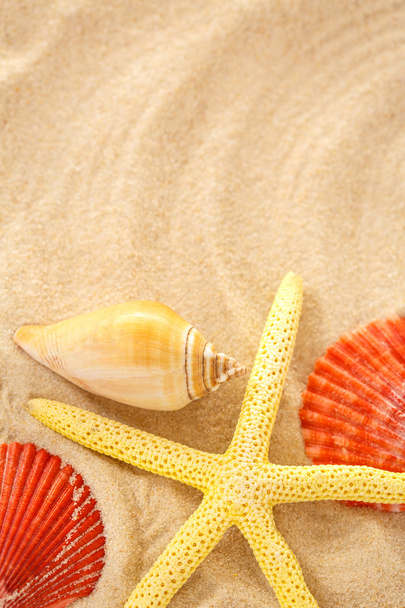 Fingerfish and seashells in sand - Foto, afbeelding