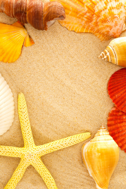 Bécasseau, littoral et coquillages dans le sable
 - Photo, image