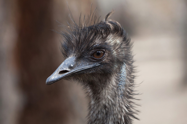 Emu (Dromaius novaehollandiae).  - Fotoğraf, Görsel