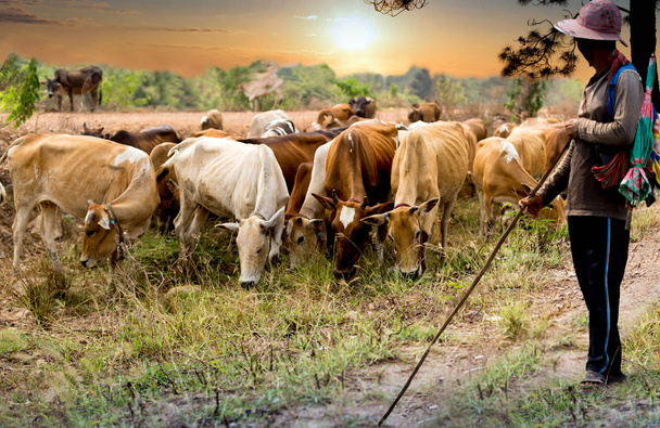Azjatycki rolnik ze stada krów jedzenia trawy w polu na zachód słońca - Zdjęcie, obraz