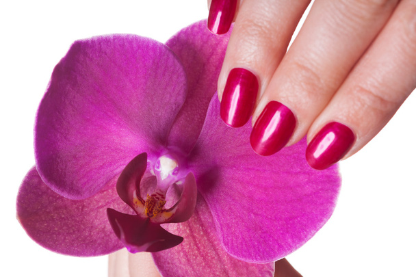 Manicured nails painted a deep red caress dark pink flower - Photo, Image