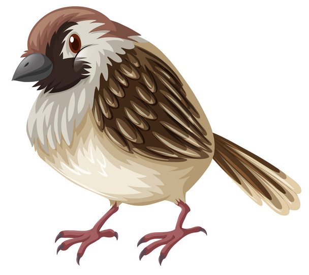 Gorrión pequeño con pluma marrón
 - Vector, imagen