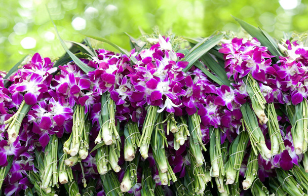 紫色をした蘭の花をフラワー マーケットで表示の山 - 写真・画像