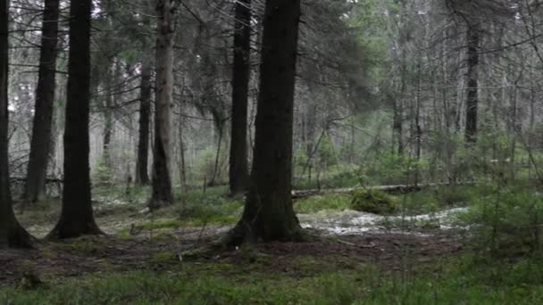Bahar çamı ormanı - Video, Çekim