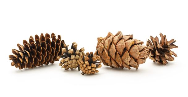 Dry cones on the white background - Foto, Imagen