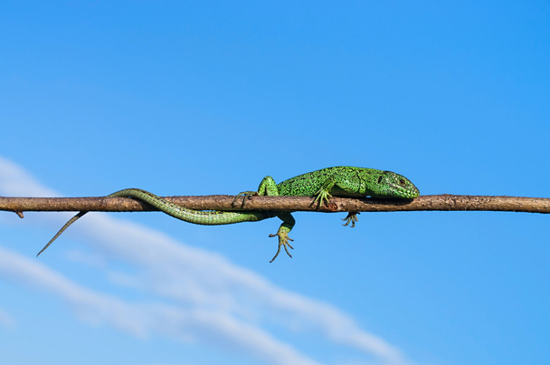 wild green lizard - Photo, Image