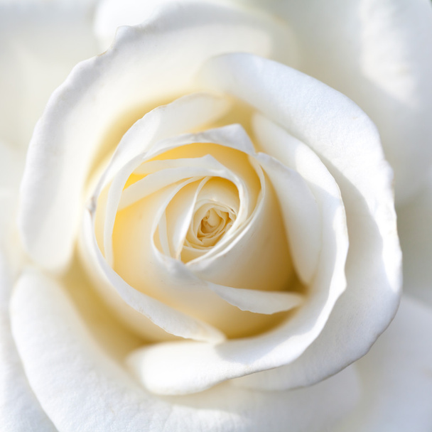 Valkoisen ruusun lähikuva - Valokuva, kuva