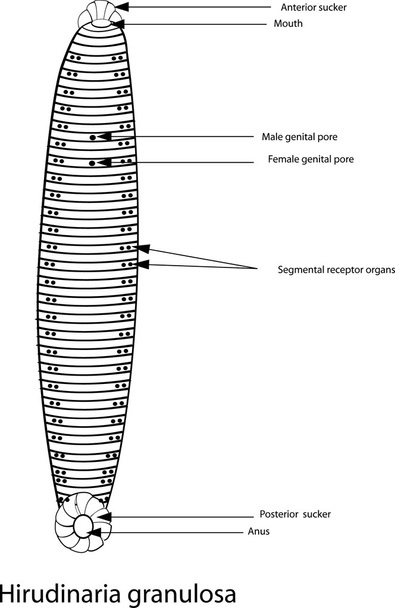 Hirudinaria granulosa, perokresba,  - Vektor, obrázek