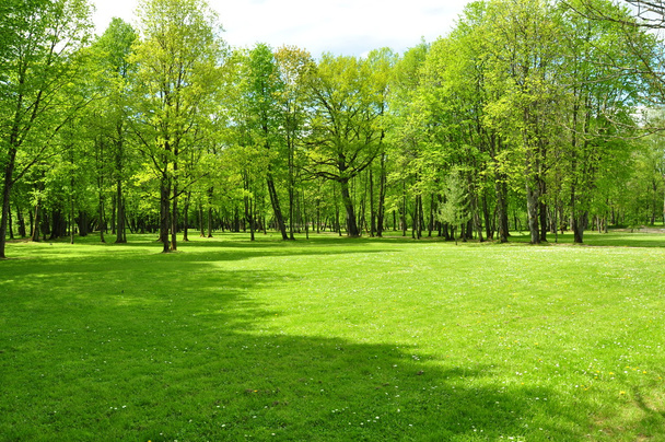 trawnik w parku - Zdjęcie, obraz