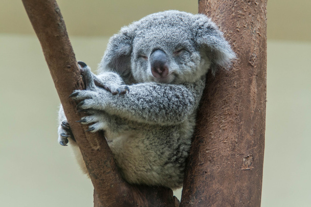 Koala dinlenme ve onun ağaç üzerinde uyuyor - Fotoğraf, Görsel