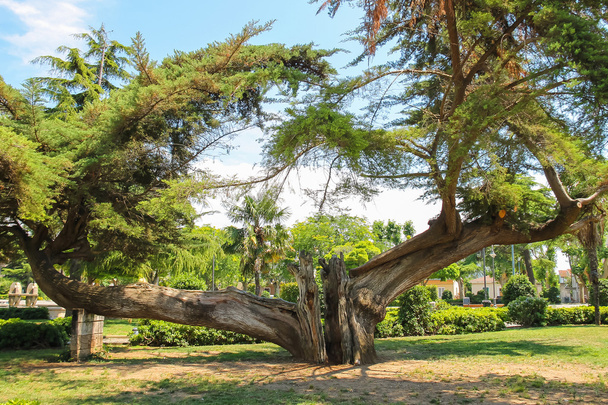 Starý prasklý strom v městském parku. Vada, Itálie - Fotografie, Obrázek