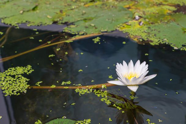 Lotus kukka valkoinen väri
 - Valokuva, kuva