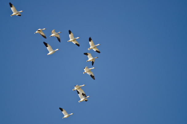 Стая снежных гусей, летящих в голубом небе
  - Фото, изображение